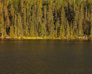 Preview wallpaper river, forest, trees, sky