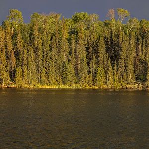 Preview wallpaper river, forest, trees, sky