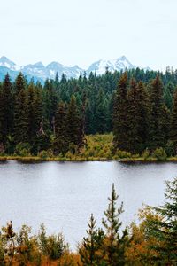 Preview wallpaper river, forest, trees, mountains, landscape