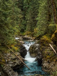 Preview wallpaper river, forest, trees, stones, stream