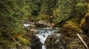 Preview wallpaper river, forest, trees, stones, stream