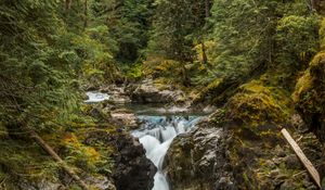 Preview wallpaper river, forest, trees, stones, stream