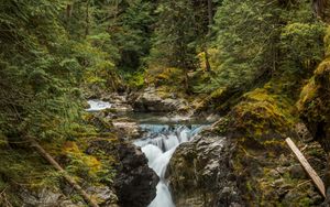 Preview wallpaper river, forest, trees, stones, stream