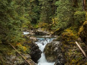 Preview wallpaper river, forest, trees, stones, stream