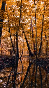 Preview wallpaper river, forest, trees, autumn, landscape
