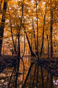 Preview wallpaper river, forest, trees, autumn, landscape