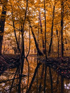 Preview wallpaper river, forest, trees, autumn, landscape