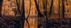 Preview wallpaper river, forest, trees, autumn, landscape
