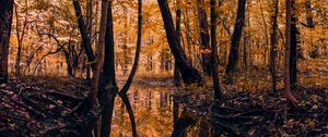 Preview wallpaper river, forest, trees, autumn, landscape