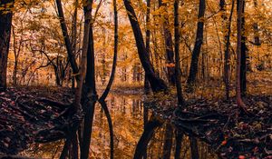 Preview wallpaper river, forest, trees, autumn, landscape