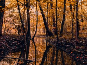 Preview wallpaper river, forest, trees, autumn, landscape