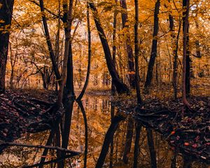 Preview wallpaper river, forest, trees, autumn, landscape