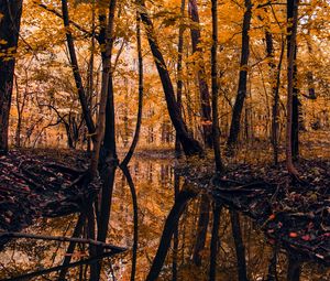 Preview wallpaper river, forest, trees, autumn, landscape