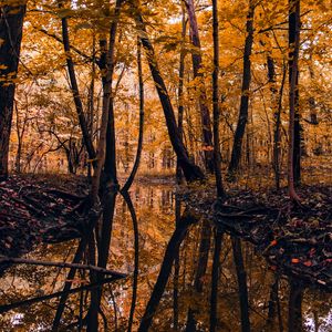 Preview wallpaper river, forest, trees, autumn, landscape