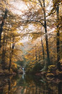 Preview wallpaper river, forest, trees, landscape, autumn