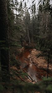 Preview wallpaper river, forest, trees, pines, nature