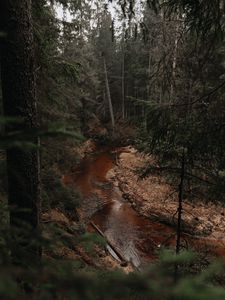 Preview wallpaper river, forest, trees, pines, nature