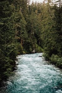 Preview wallpaper river, forest, trees, water, nature