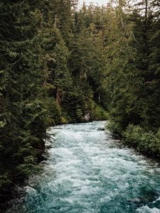 Preview wallpaper river, forest, trees, water, nature