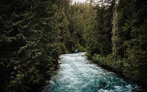 Preview wallpaper river, forest, trees, water, nature