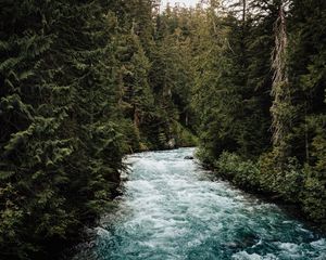 Preview wallpaper river, forest, trees, water, nature