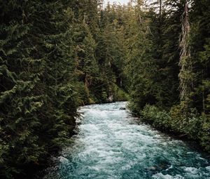Preview wallpaper river, forest, trees, water, nature