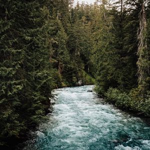 Preview wallpaper river, forest, trees, water, nature