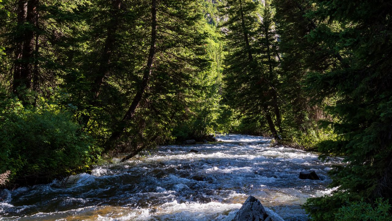 Wallpaper river, forest, trees, mountains, nature hd, picture, image