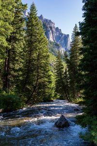 Preview wallpaper river, forest, trees, mountains, nature