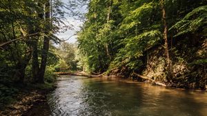 Preview wallpaper river, forest, trees, nature, landscape
