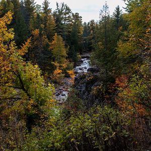 Preview wallpaper river, forest, trees, bushes, autumn, nature