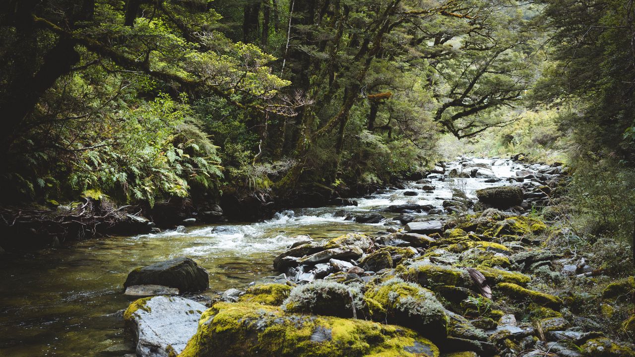 Wallpaper river, forest, water, stones, trees