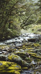 Preview wallpaper river, forest, water, stones, trees
