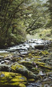 Preview wallpaper river, forest, water, stones, trees