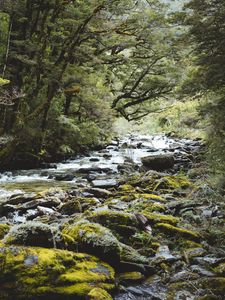 Preview wallpaper river, forest, water, stones, trees
