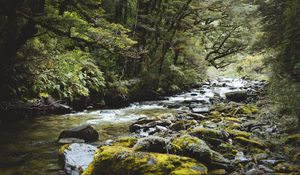 Preview wallpaper river, forest, water, stones, trees