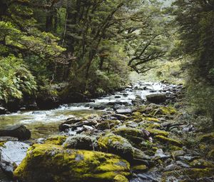 Preview wallpaper river, forest, water, stones, trees