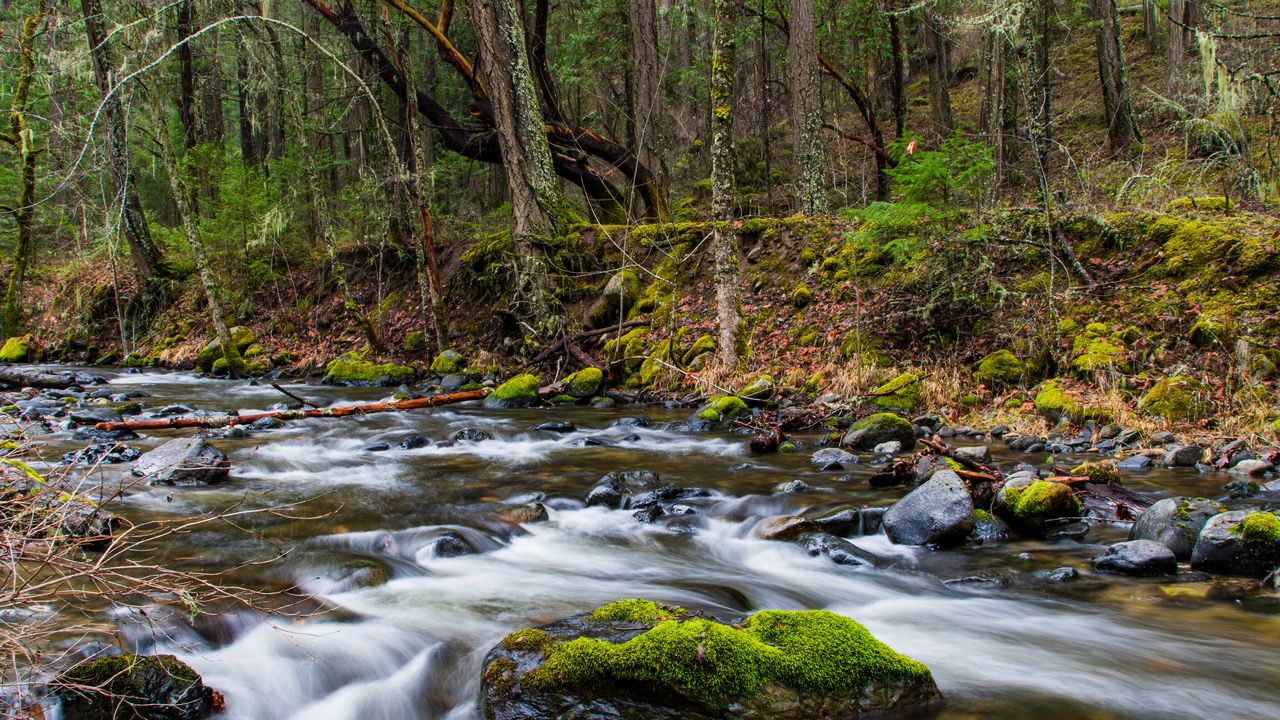 Download Wallpaper 1280x720 River Forest Water Stones Trees Nature