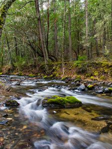 Preview wallpaper river, forest, water, stones, trees, nature