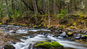 Preview wallpaper river, forest, water, stones, trees, nature