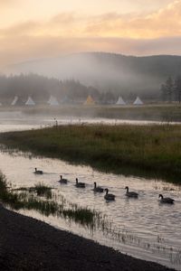 Preview wallpaper river, geese, meadow, tents, fog