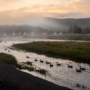 Preview wallpaper river, geese, meadow, tents, fog