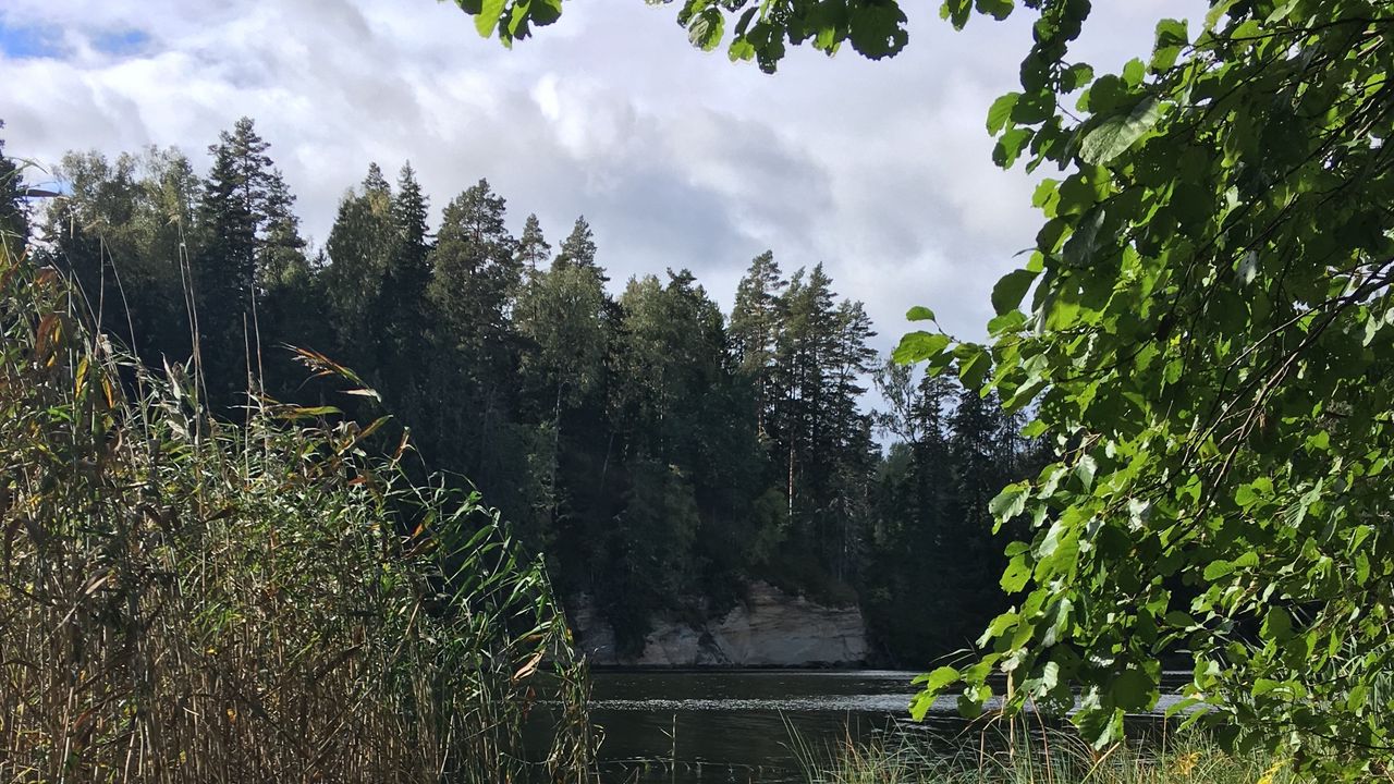 Wallpaper river, grass, trees, forest