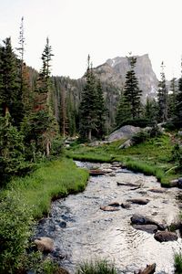 Preview wallpaper river, grass, trees, forest, rocks