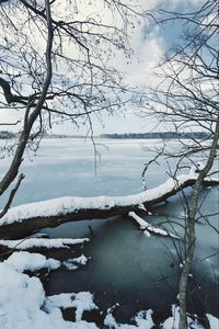 Preview wallpaper river, ice, snow, branches, winter, trees