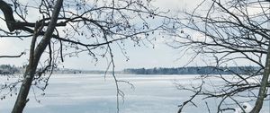 Preview wallpaper river, ice, snow, branches, winter, trees