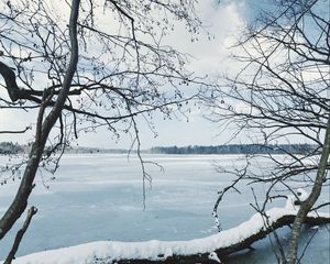 Preview wallpaper river, ice, snow, branches, winter, trees
