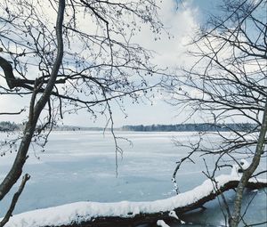 Preview wallpaper river, ice, snow, branches, winter, trees