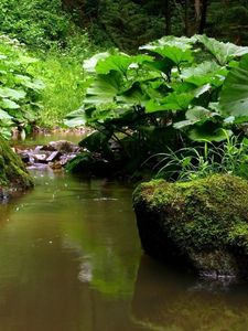 Preview wallpaper river, leaves, grass