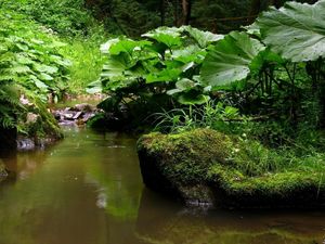 Preview wallpaper river, leaves, grass